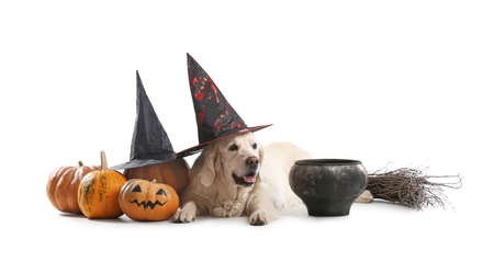 Cute labrador dog with Halloween decor and pumpkins on white backgroundの写真素材