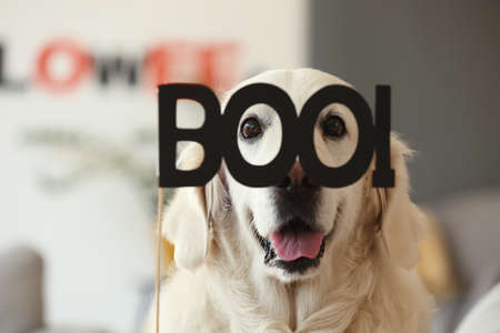 Cute labrador dog with Halloween decor at homeの写真素材