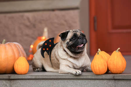 Cute pug dog with Halloween pumpkins on porchの写真素材