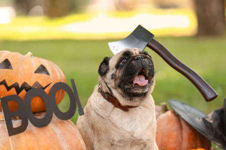 Cute pug dog with Halloween decor and pumpkins in parkの写真素材