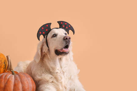 Cute labrador dog with Halloween decor and pumpkins on color background