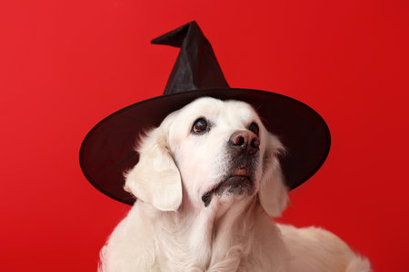 Cute labrador dog with Halloween decor on color backgroundの写真素材