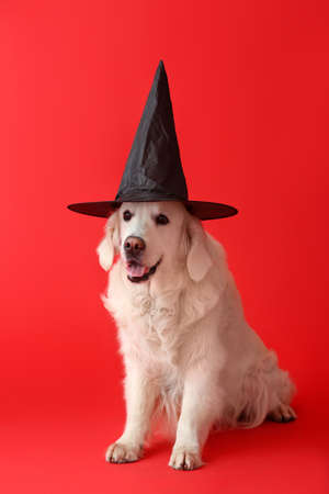 Cute labrador dog with Halloween decor on color backgroundの写真素材