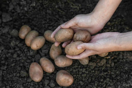 Woman gathering potatoes in the field