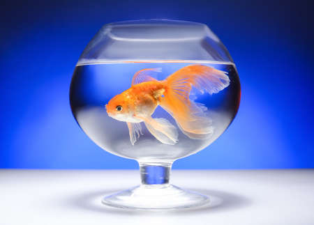 Beautiful gold fish in bowl on color backgroundの写真素材
