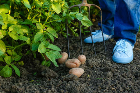 Woman gathering potatoes in the fieldの写真素材