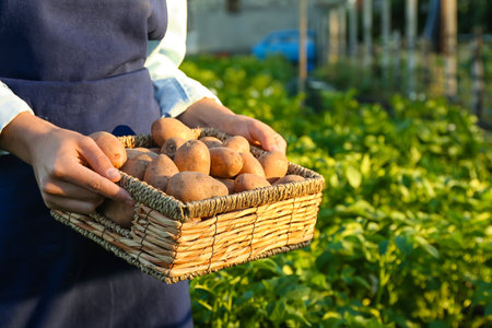 Woman holding wicker basket with raw gathered potatoes in field, closeupの写真素材