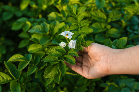 Female hand with blooming potato bushes in fieldの写真素材