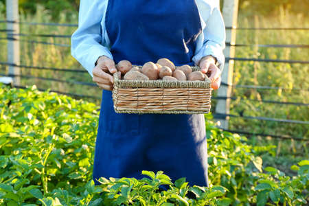 Woman holding wicker basket with raw gathered potatoes in field, closeupの写真素材