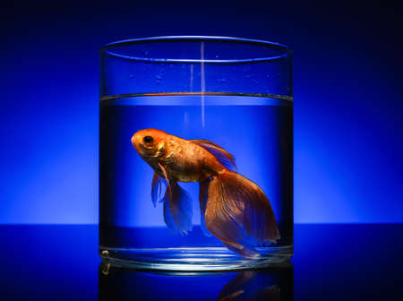 Beautiful gold fish in bowl on color background
