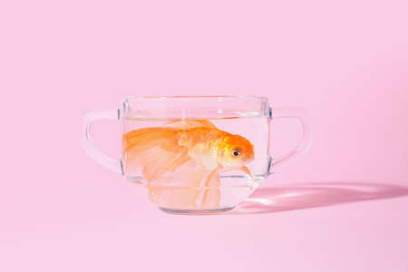 Beautiful gold fish in bowl on color backgroundの写真素材