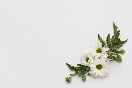 Composition with chrysanthemum flowers and leaves on white background