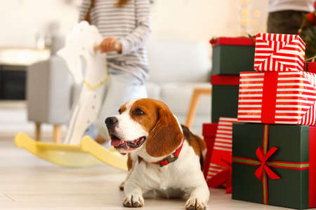 Cute dog near Christmas gifts in the roomの写真素材