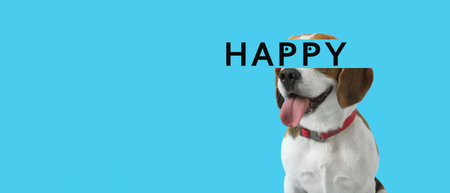 Cute Beagle dog and word HAPPY on blue background with space for textの写真素材