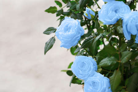 Bouquet of beautiful blue roses on light background, closeupの写真素材