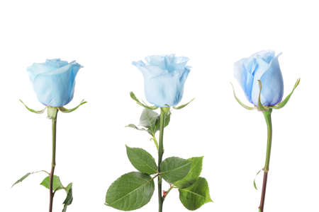 Beautiful blue roses on white backgroundの写真素材
