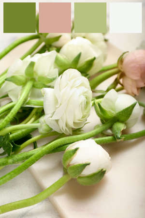 Beautiful ranunculus flowers on light background. different color patterns