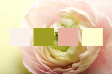 Beautiful ranunculus flower on light background, closeup. Different color patterns