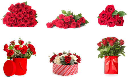Set of many red roses isolated on whiteの写真素材