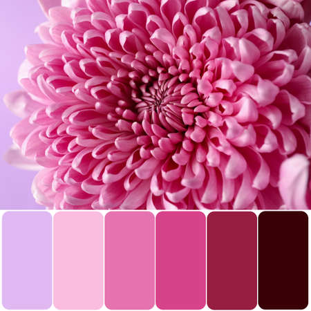 Beautiful chrysanthemum flower, closeup. different color patternsの写真素材