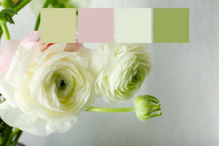 Beautiful ranunculus flowers on light background, closeup. different color patterns