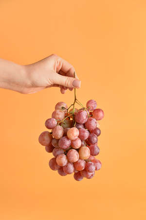 Female hand with fresh grapes on color backgroundの写真素材