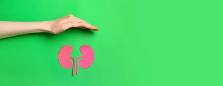 Hand and paper kidneys on green background with space for text