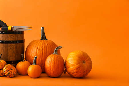 Ripe pumpkins on orange background, closeupの写真素材