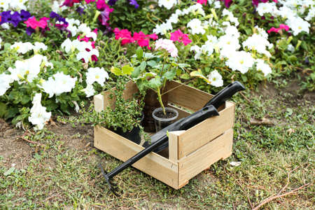 Wooden box with garden tools and plants outdoorsの写真素材