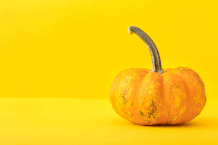 Ripe pumpkin on color backgroundの写真素材