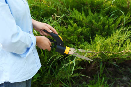 Woman cutting fir branches with secateurs in garden, closeup