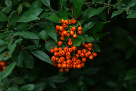 Ripe rowan berries on tree in gardenの写真素材