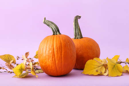 Ripe pumpkins and linden branches on lilac backgroundの写真素材