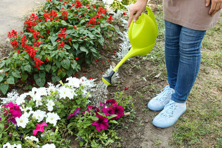 Woman watering petunias flowers in garden, closeupの写真素材