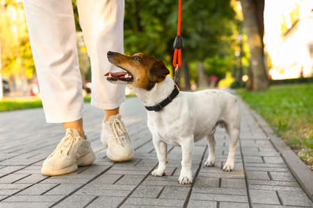 Woman walking cute Jack Russel terrier on leash outdoorsの写真素材