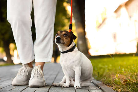 Woman walking cute Jack Russel terrier on leash outdoors