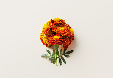 Marigold flowers on color background