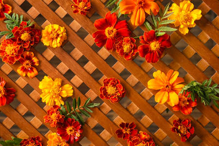 Wooden grid and marigold flowers, closeupの写真素材