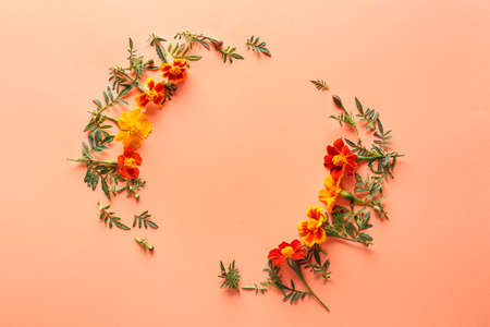 Frame made of blooming marigold flowers on color background