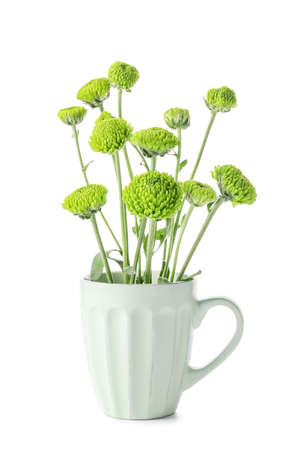 Cup with green chrysanthemum flowers on white backgroundの写真素材