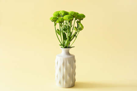 Vase with beautiful chrysanthemum on color background