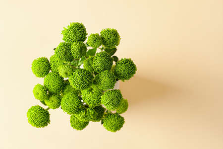 Beautiful green chrysanthemum on color backgroundの写真素材
