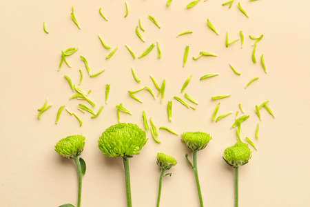 Composition with green chrysanthemum flowers and petals on color background, closeupの写真素材