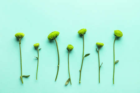Green chrysanthemum on color backgroundの写真素材