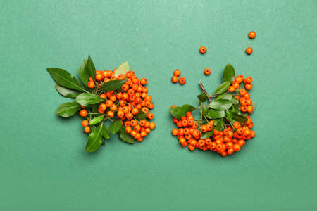 Bunches of ripe rowan on green backgroundの写真素材