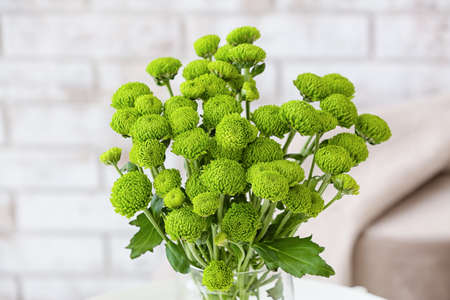 Bouquet of green chrysanthemum flowers, closeupの写真素材