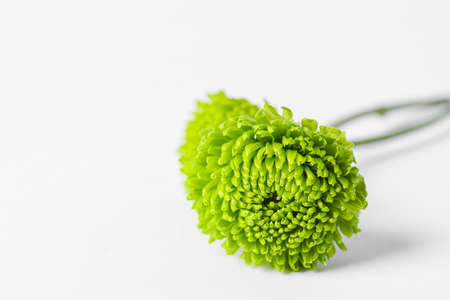 Chrysanthemum flowers on white background, closeup