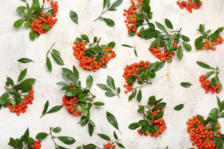Many bunches of red rowan on light background, closeup