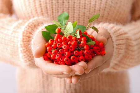 Woman holding bunch of rowan berries, closeupの写真素材