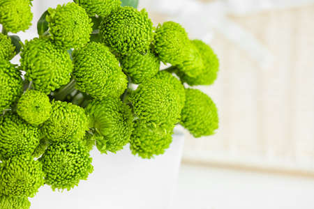 Many green chrysanthemum on light background, closeupの写真素材